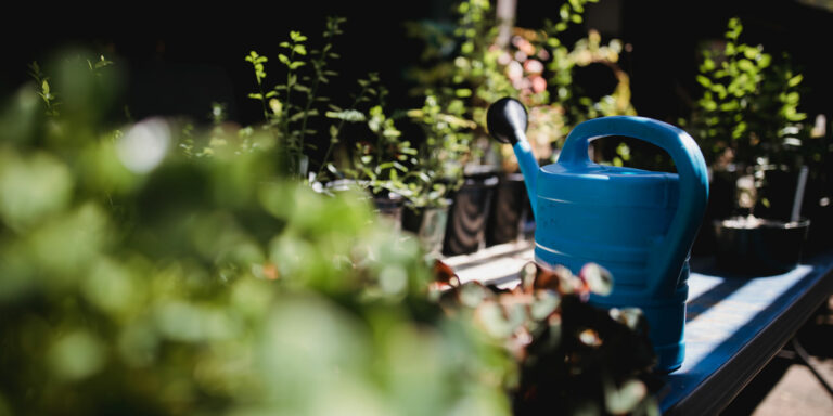 Nos trois astuces pour arroser vos plantes cet été avec Ange Gardien à Nîmes